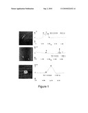 Synthetic Carbon Nanotubes diagram and image