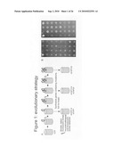 Highly thermostable fluorescent proteins diagram and image