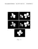 NEW HYBRID SYSTEM FOR BRASSICA NAPUS diagram and image