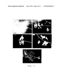 NEW HYBRID SYSTEM FOR BRASSICA NAPUS diagram and image