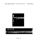 NEW HYBRID SYSTEM FOR BRASSICA NAPUS diagram and image