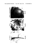 CLK-PEPTIDE AND SLK-PEPTIDE diagram and image