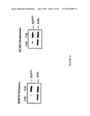 CLK-PEPTIDE AND SLK-PEPTIDE diagram and image