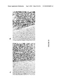 CLK-PEPTIDE AND SLK-PEPTIDE diagram and image