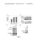 Ethanol Enhances the Complete Replication of Hepatitis C Virus: the Role of Acetaldehyde diagram and image