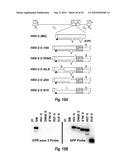 HERPES SIMPLEX VIRUS MUTANT ICP0 diagram and image