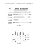 HERPES SIMPLEX VIRUS MUTANT ICP0 diagram and image