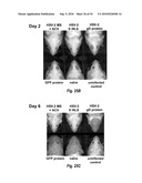 HERPES SIMPLEX VIRUS MUTANT ICP0 diagram and image