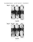 HERPES SIMPLEX VIRUS MUTANT ICP0 diagram and image