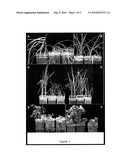 FUNGAL ISOLATES AND THEIR USE TO CONFER SALINITY AND DROUGHT TOLERANCE IN PLANTS diagram and image
