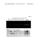 HOST CELL MODIFICATIONS THAT IMPROVE PEPTIDE PRODUCTION AND DOWNSTREAM PROCESSING diagram and image