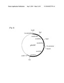 METHOD OF PRODUCING LYCOPENE USING RECOMBINANT ESHERICHIA COLI diagram and image