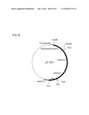 METHOD OF PRODUCING LYCOPENE USING RECOMBINANT ESHERICHIA COLI diagram and image