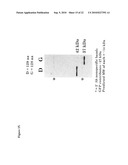 Use of RPA32, RPA4, and RPA4/RPA32 Hybrid Polypeptides and Polynucleotides for Assessing and Modulating Cell Proliferation diagram and image