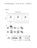 Use of RPA32, RPA4, and RPA4/RPA32 Hybrid Polypeptides and Polynucleotides for Assessing and Modulating Cell Proliferation diagram and image