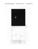 Cell Surface Coating with Hyaluronic Acid Oligomer Derivative diagram and image