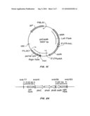 STABLE, FERTILE, HIGH POLYHYDROXYALKANOATE PRODUCING PLANTS AND METHODS OF PRODUCING THEM diagram and image