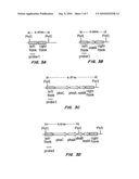 STABLE, FERTILE, HIGH POLYHYDROXYALKANOATE PRODUCING PLANTS AND METHODS OF PRODUCING THEM diagram and image