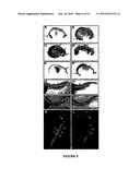 COMPOSITIONS AND METHODS FOR HEMATOPOIETIC STEM CELL EXPANSION OR FOR MODULATING ANGIOGENESIS diagram and image