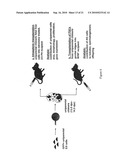 Stem Cells Derived from Uniparental Embryos and Methods of Use Thereof diagram and image