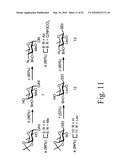 Anthrax carbohydrates, synthesis and uses thereof diagram and image