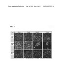 System and method for a hydrogel and hydrogel composite for cartilage repair applications diagram and image