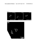 NOBLE METAL SINGLE CRYSTALLINE NANOWIRE AND THE FABRICATION METHOD THEREOF diagram and image