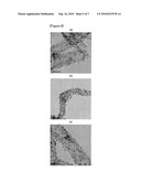 Process for the Electrochemical Catalysts of Fuel Cells Based on Polymer Electrolytes diagram and image