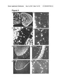 METHODS TO FIX AND DETECT NUCLEIC ACIDS diagram and image