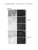 METHODS TO FIX AND DETECT NUCLEIC ACIDS diagram and image