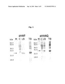 NOVEL METHOD FOR PROTEIN PURIFICATION diagram and image