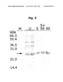 NOVEL METHOD FOR PROTEIN PURIFICATION diagram and image