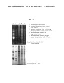 Method and Kit for Isolating and Fractioning Phosphoproteins diagram and image