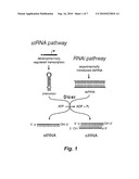 IN VIVO PRODUCTION OF SMALL INTERFERING RNAS THAT MEDIATE GENE SILENCING diagram and image