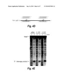 IN VIVO PRODUCTION OF SMALL INTERFERING RNAS THAT MEDIATE GENE SILENCING diagram and image