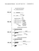 LIGHT-ACTIVATED CATION CHANNEL AND USES THEREOF diagram and image