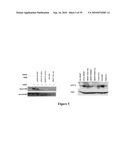 IMMUNOGENIC EPITOPES, PEPTIDOMIMETICS, AND ANTI-PEPTIDE ANTIBODIES, AND METHODS OF THEIR USE diagram and image