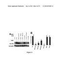 IMMUNOGENIC EPITOPES, PEPTIDOMIMETICS, AND ANTI-PEPTIDE ANTIBODIES, AND METHODS OF THEIR USE diagram and image