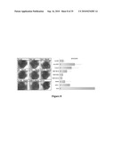 IMMUNOGENIC EPITOPES, PEPTIDOMIMETICS, AND ANTI-PEPTIDE ANTIBODIES, AND METHODS OF THEIR USE diagram and image