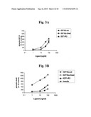 Stabilized Insulin-like Growth Factor Polypeptides diagram and image