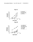 Stabilized Insulin-like Growth Factor Polypeptides diagram and image