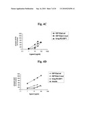 Stabilized Insulin-like Growth Factor Polypeptides diagram and image