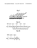 Stabilized Insulin-like Growth Factor Polypeptides diagram and image