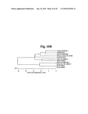 Stabilized Insulin-like Growth Factor Polypeptides diagram and image