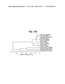 Stabilized Insulin-like Growth Factor Polypeptides diagram and image