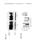 RNAi Modulation of the BCR-ABL Fusion Gene and Uses Thereof diagram and image