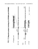 TRANSGENIC ANIMALS FOR ASSESSING DRUG METABOLISM AND TOXICITY diagram and image