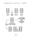 Methods and genetic compositions to limit outcrossing and undesired gene flow in crop plants diagram and image