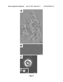 CALCIUM-BINDING AGENTS INDUCE HAIR GROWTH AND/OR NAIL GROWTH diagram and image