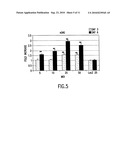 Methods of expressing LIM mineralization protein in non-osseous cells diagram and image